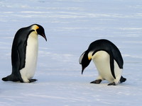 Thumbnail image for Emperor_penguins_(2).jpg