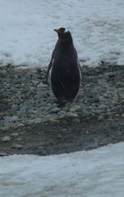 sumac-penguin.jpg