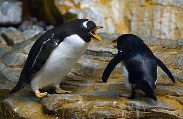 two-angry-penguins.jpg
