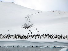 Thumbnail image for Danco_Island_Penguins_(15660612764).jpg