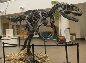 Allosaurus_SDNHM.jpg