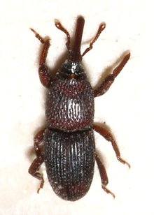 wheat-weevil-Sitophilus.granarius.jpg