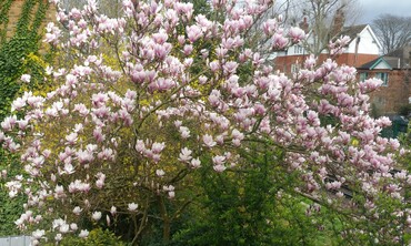 magnolia-1.jpg