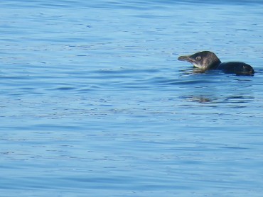 Little_penguin_(Eudyptula_minor)_at_Kwinana_Beach,_September_2021_13-370.jpg