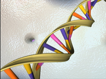 DNA_Double_Helix_by_NHGRI-NIH-PD.jpg