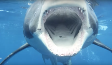 800px-Guadalupe_Island_Great_White_Shark_with_Horizon_Charters.png