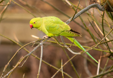 sbisson-parrot-49487515926_0c97364f80_o.jpg