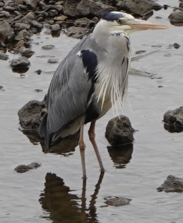 heron-thames-nw.JPG